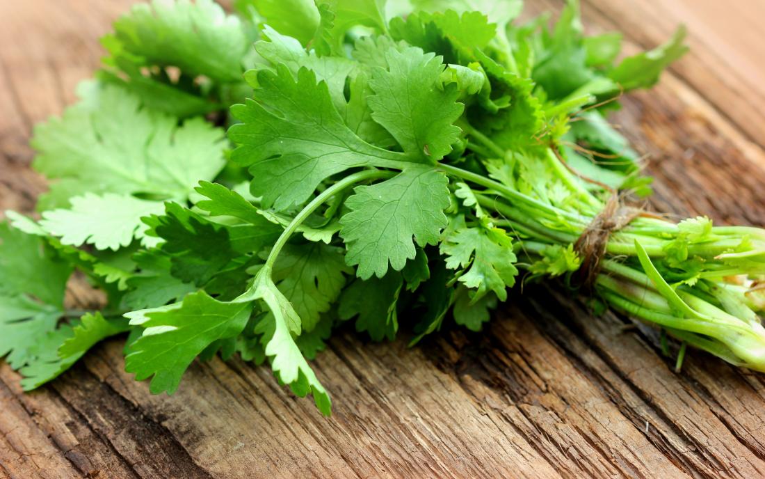 You are currently viewing Cilantro
