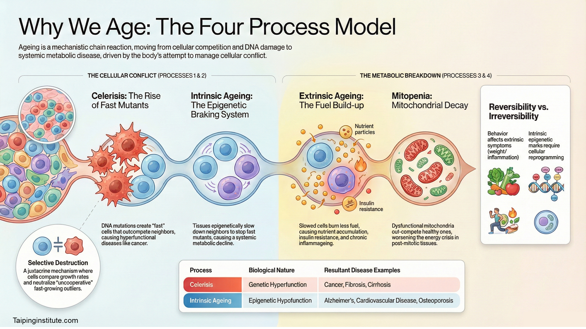 You are currently viewing The End of Entropy? A New Model Reimagines Why We Age